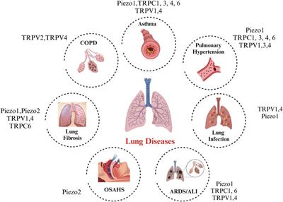 Mechanosensitive channels in lung disease